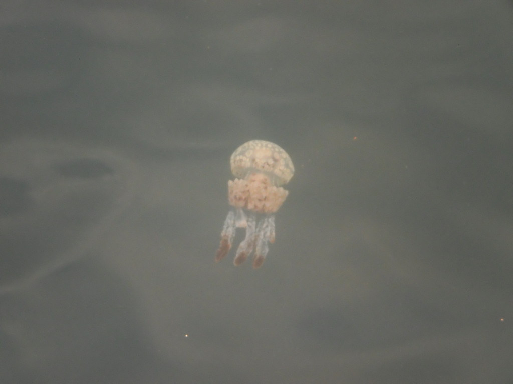 Jellyfish in Japan